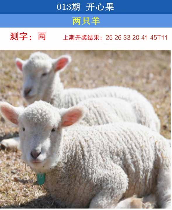 013期开心果[图]